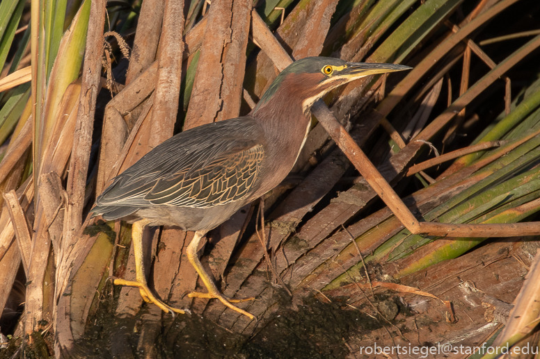 emily renzel wetlands